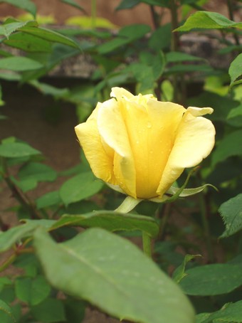 Rose jaune  Andlau, en alsace